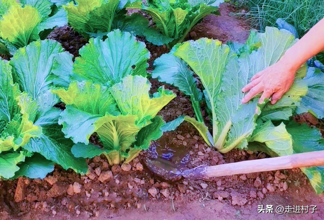 生根粉生根水生根药,生根粉生根水生根