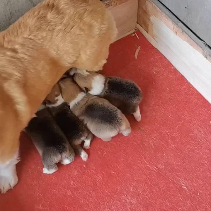 母狗产后护仔,母狗产后护理用什么药