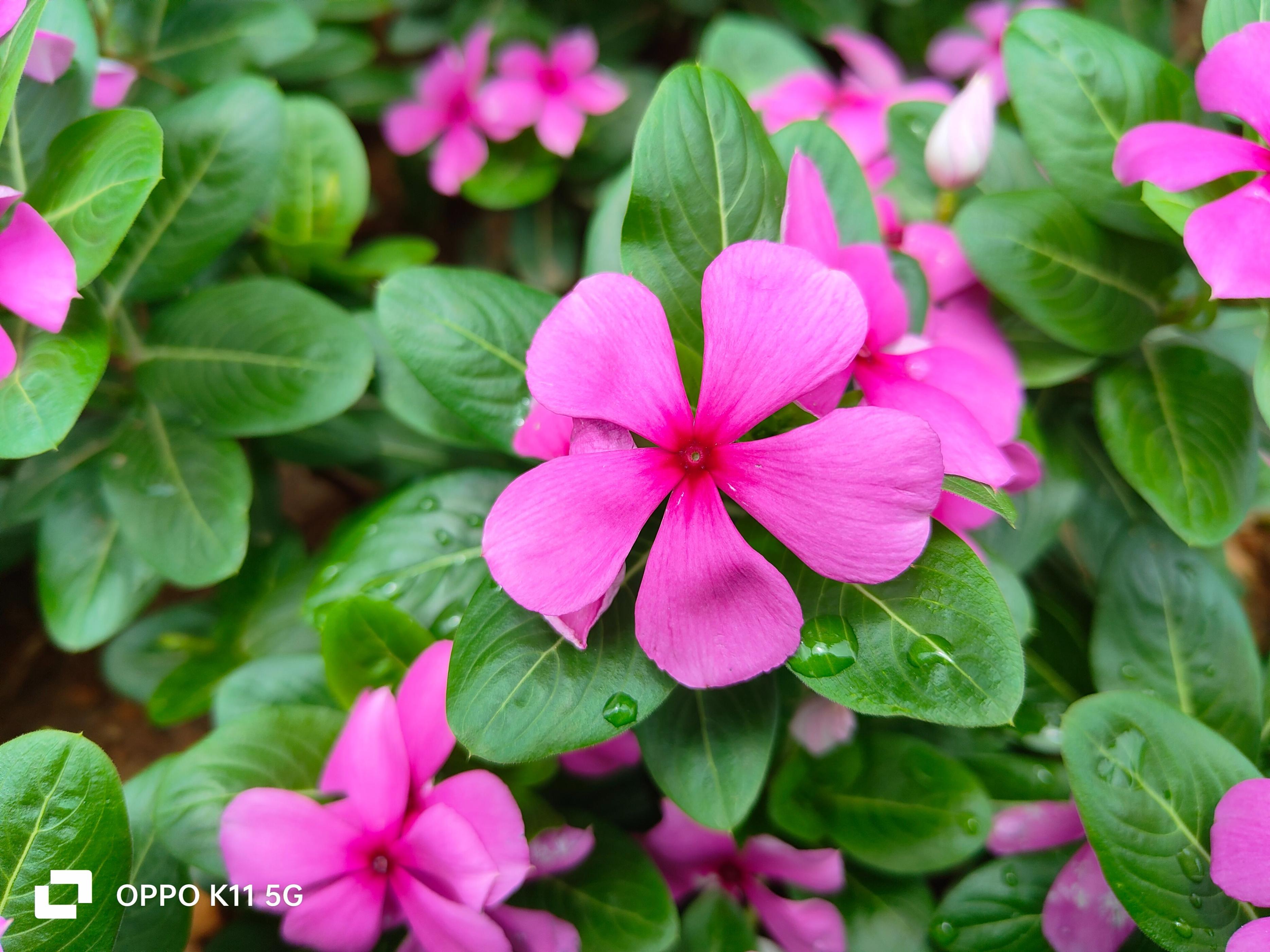 为什么oppok11画质不太好,oppok11为什么王者不能分屏