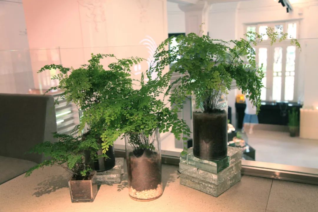 粤212期：文化沙漠？沙面这160年历史建筑，重新定义广州美