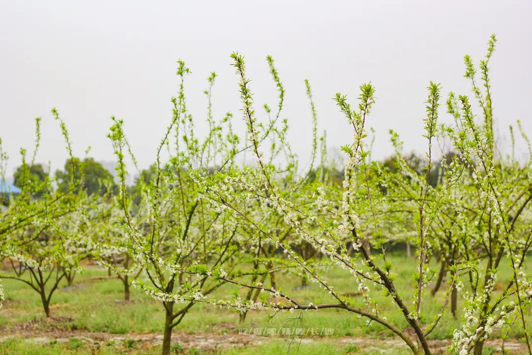 长沙攻略非热门,长沙旅游攻略免费存行李