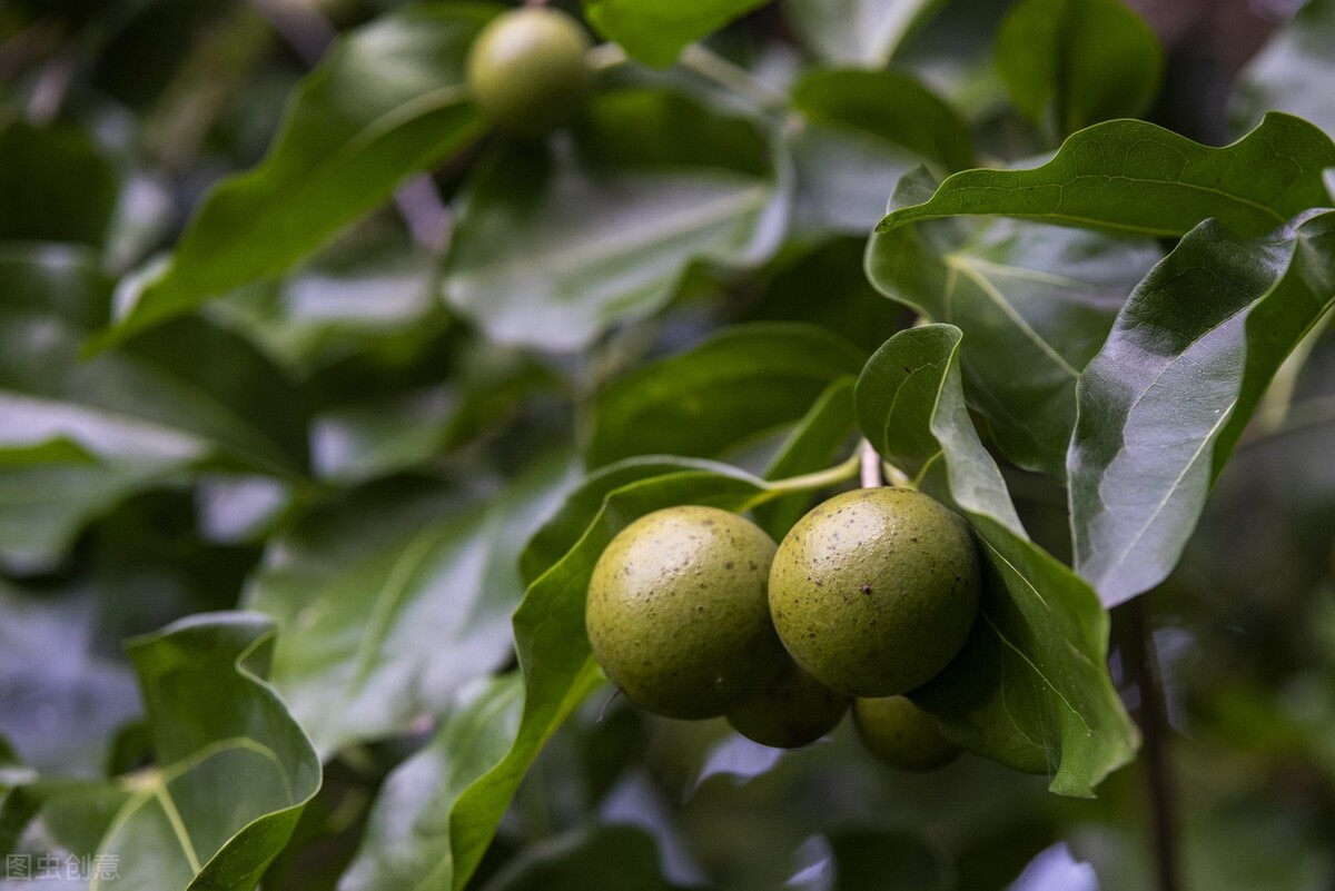 唐朝诡事录里的长安红茶是什么,唐朝诡事录长安红茶真相在哪一集