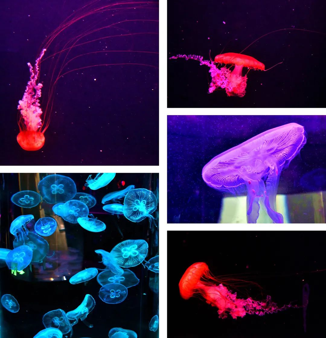 滨州海底世界5.1演出时间表,滨州海底世界39.9团购票