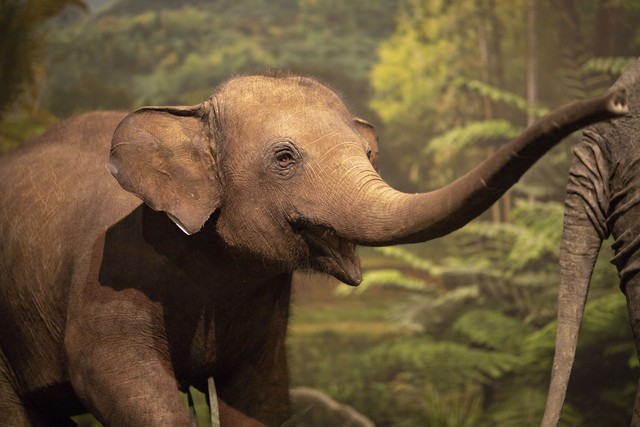 古代对动物的雅称词汇大全,古人描写动物的诗有哪些