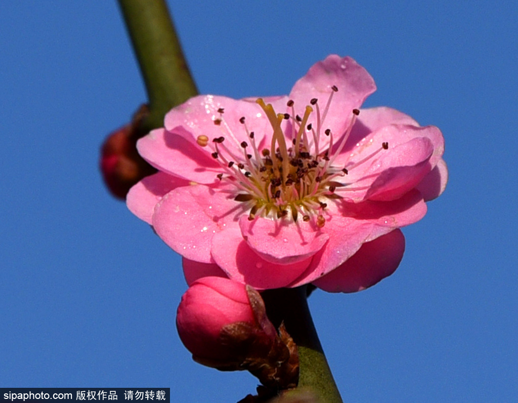 北京梅花去哪个公园看,国内十大赏梅花圣地