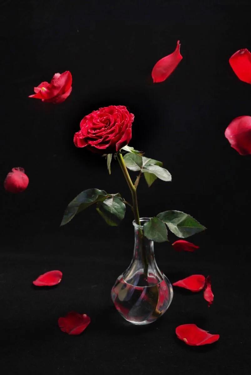 520浪漫玫瑰花壁纸,红玫瑰花壁纸大图