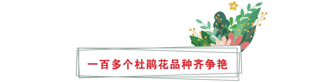 花卡特惠,新春钜惠不容错过