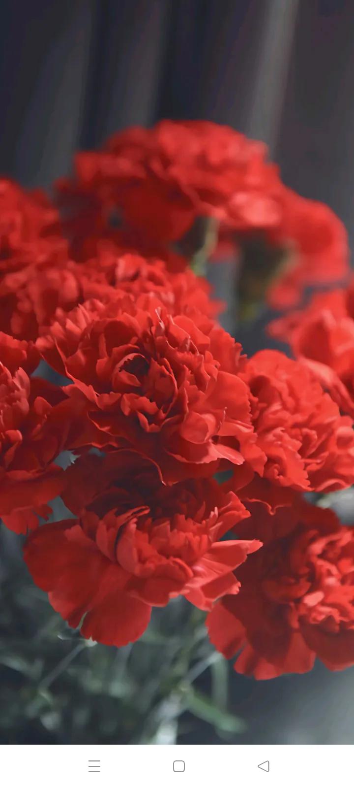 你的生日对应的是哪种生辰花,你的生日对应哪种花