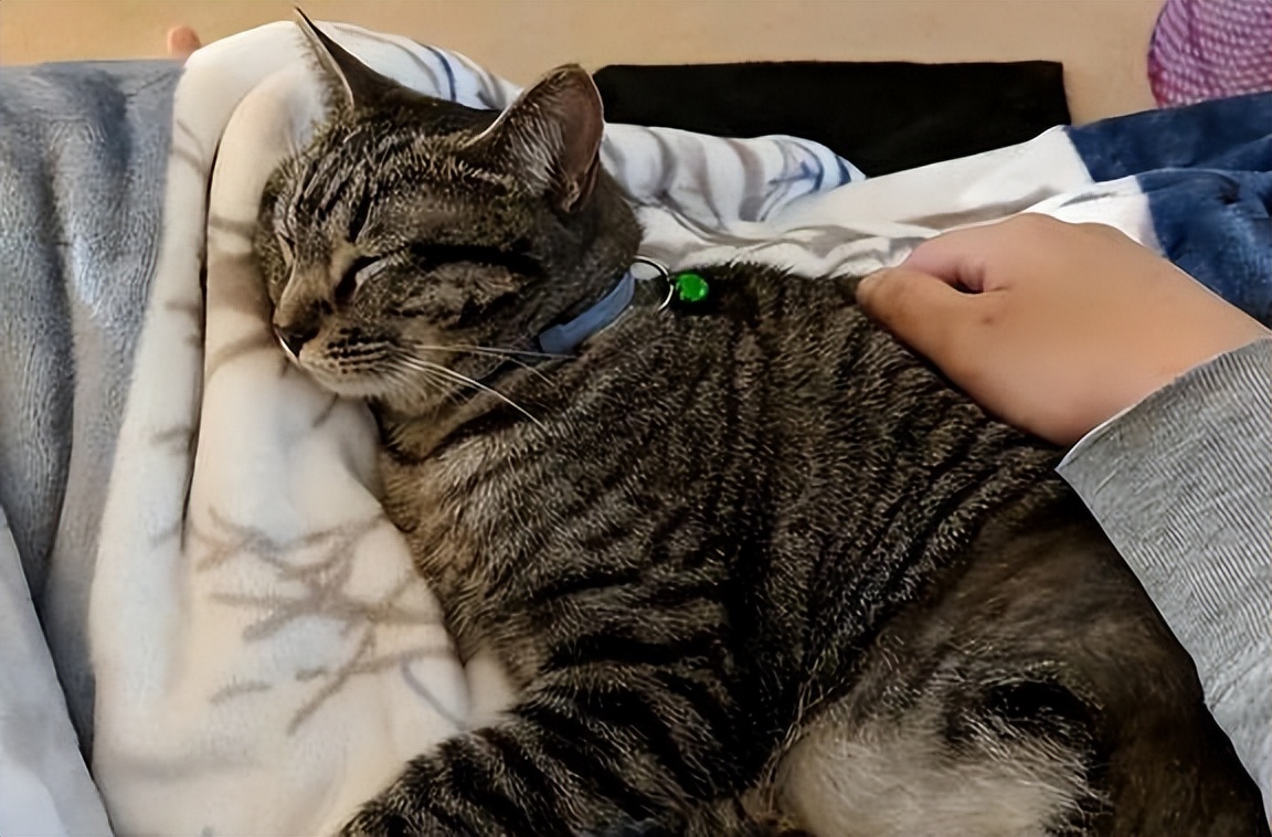 猫会跟着有灵性的人,猫是有灵性的好可爱的猫