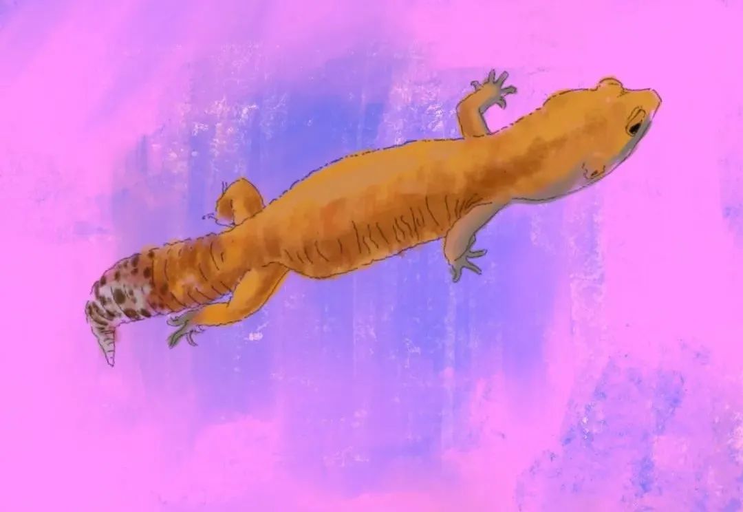 疫情与那些养爬行动物的人