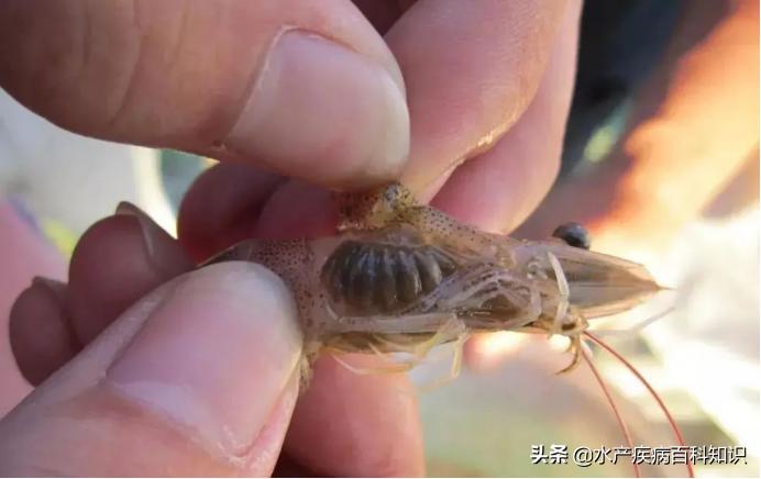 对虾黑腮怎样防治,什么原因会引起对虾黑鳃如何处理