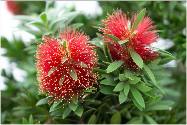 经典玫瑰品种 (玫瑰植物品种)