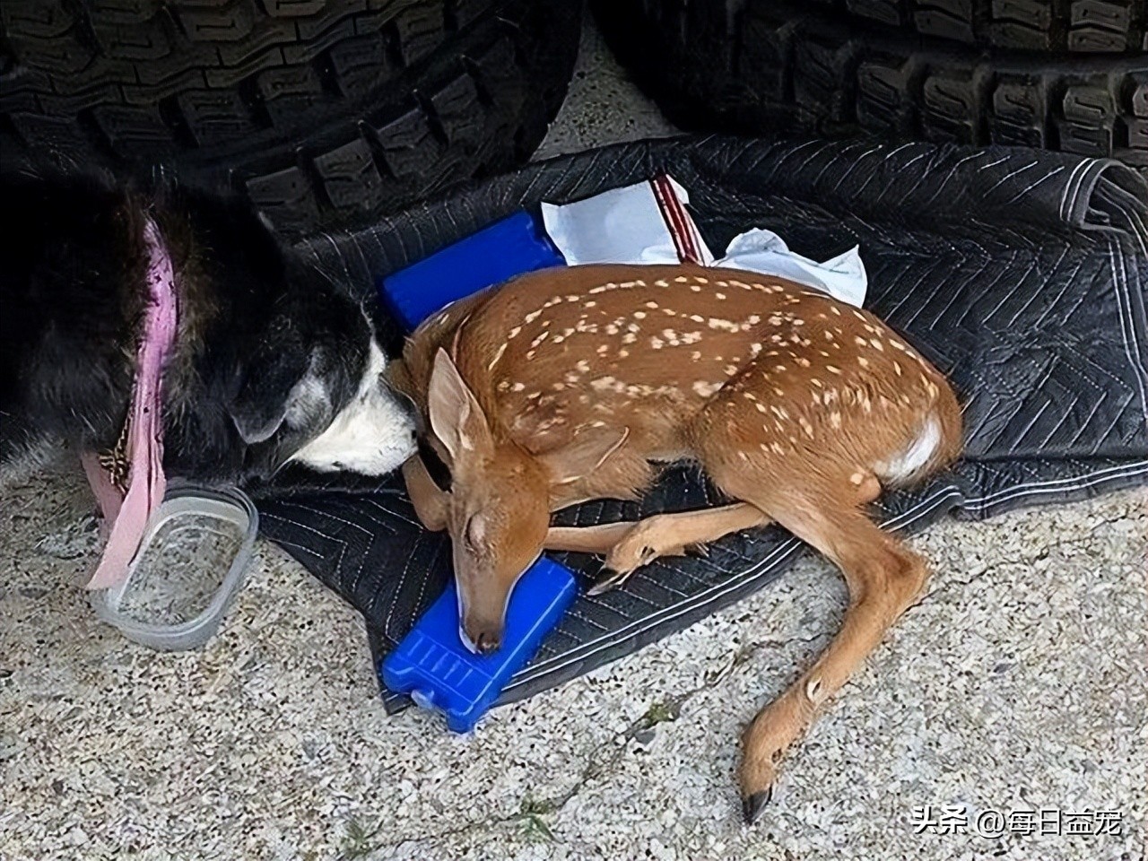 哈士奇离家出走，隔天竟然自己回来了，身后还跟了只小鹿
