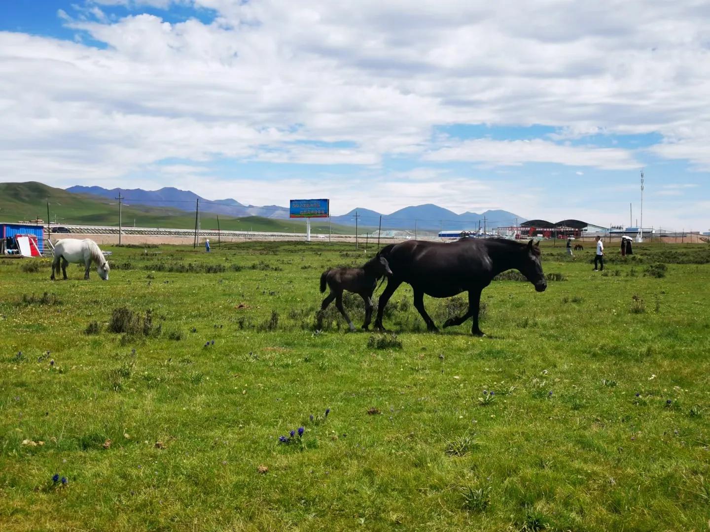 青海跟团游为什么不包餐,什么人不建议去青海旅游