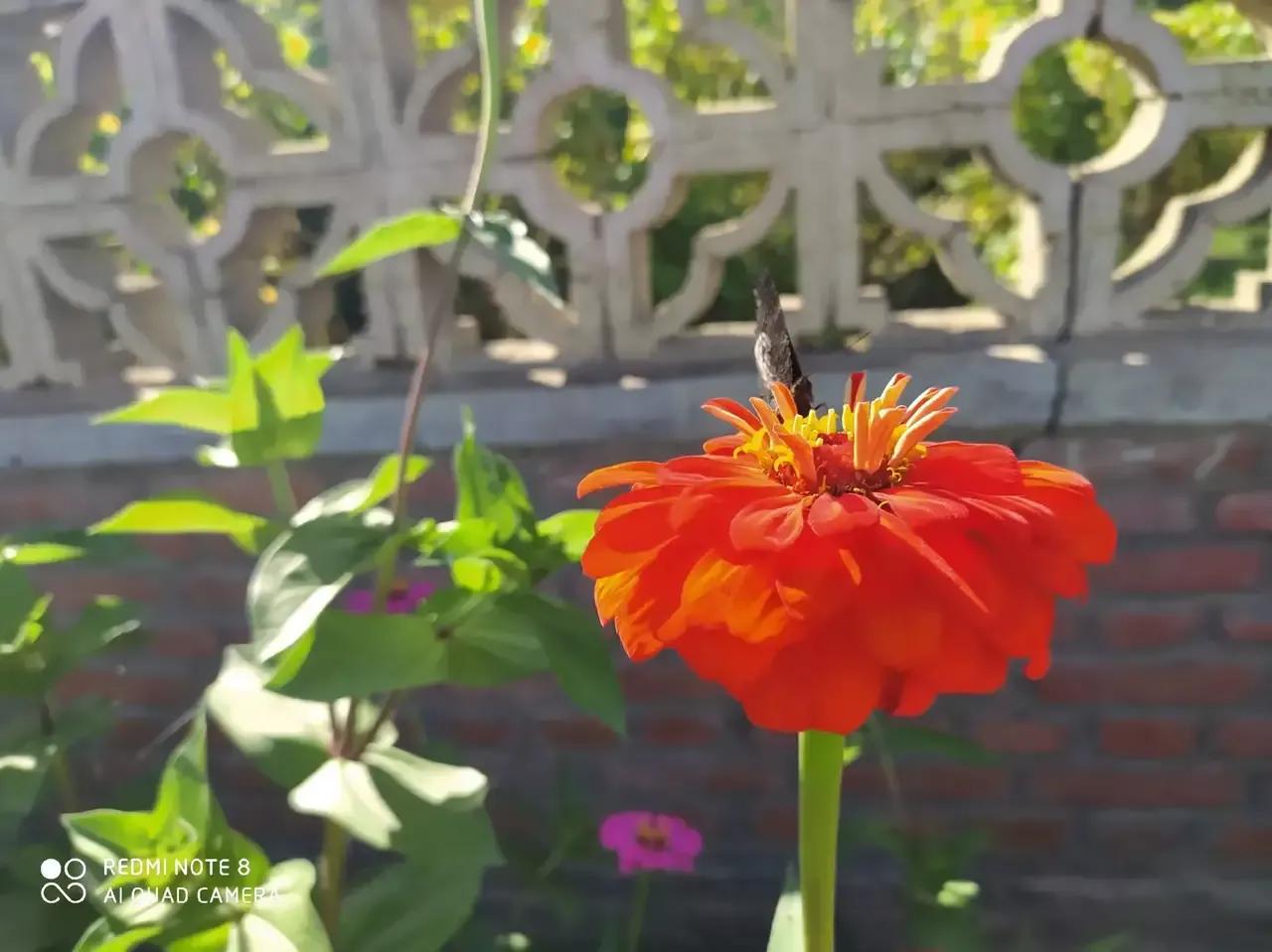 花美美在枝头上心灵美美在心目中花美只美它一时心灵美永放光辉