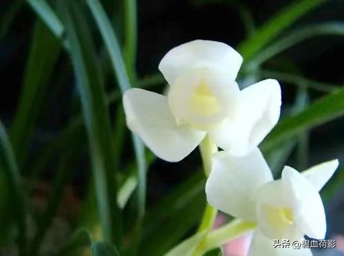 94年，男子10元购入一棵兰花，06年却卖出百万天价，兰友：有眼力