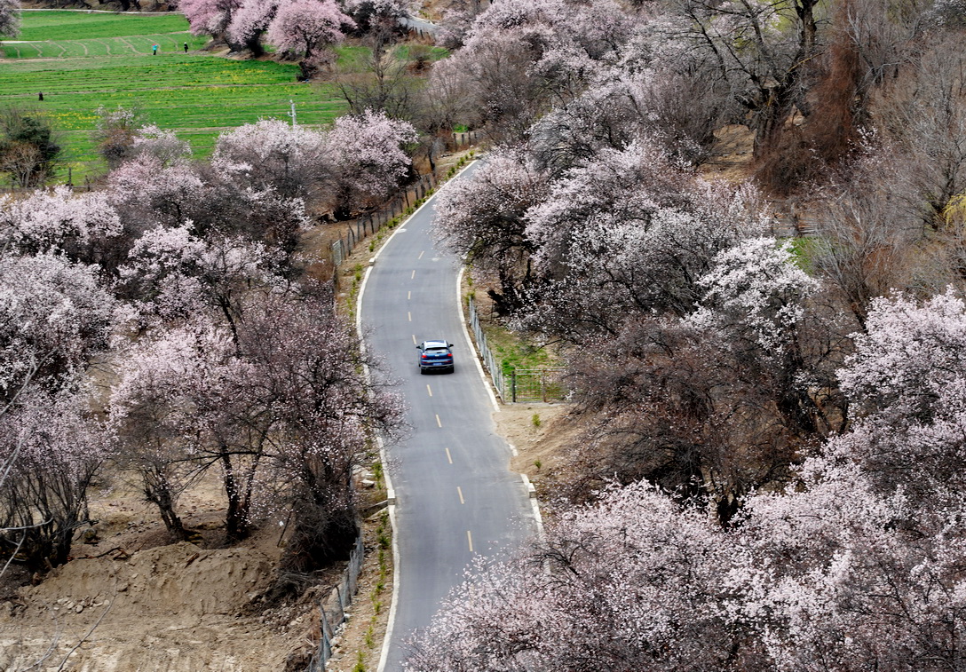西藏自驾滇藏自由行攻略,又到草原旅游的季节