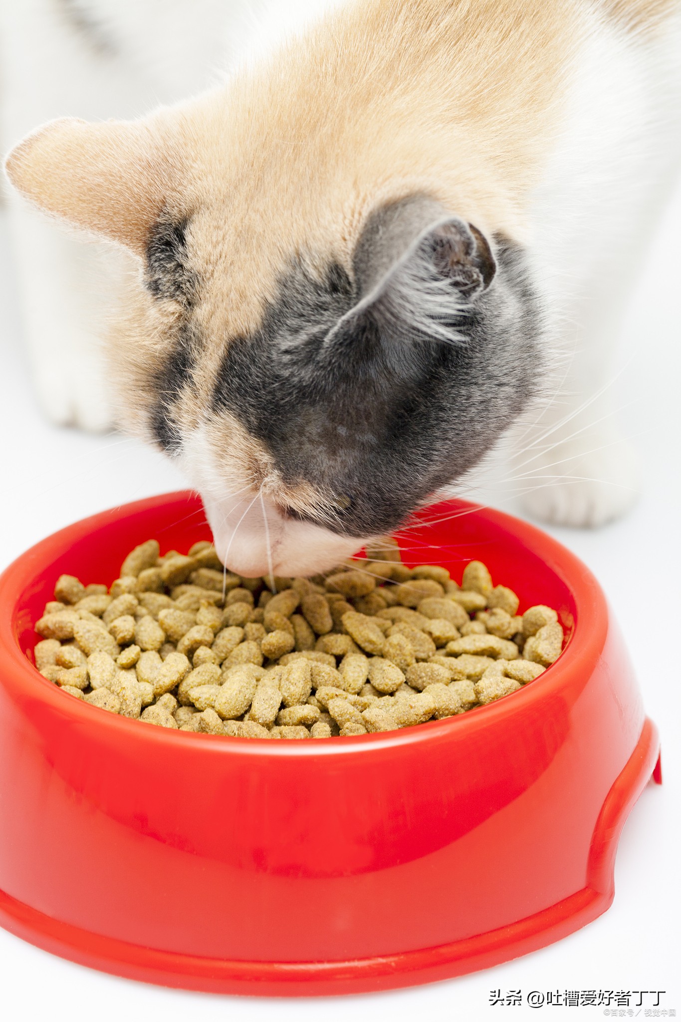 猫咪吃伟嘉的猫粮拉稀怎么回事,猫咪拉稀吃什么猫粮最好