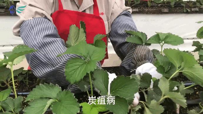 听听小翼粉丝的故事｜提升草莓品质，从慈善开启