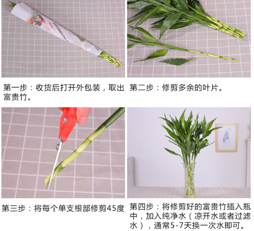 刚买的富贵竹怎么养容易生根,富贵竹怎么养能快速生根不黄叶