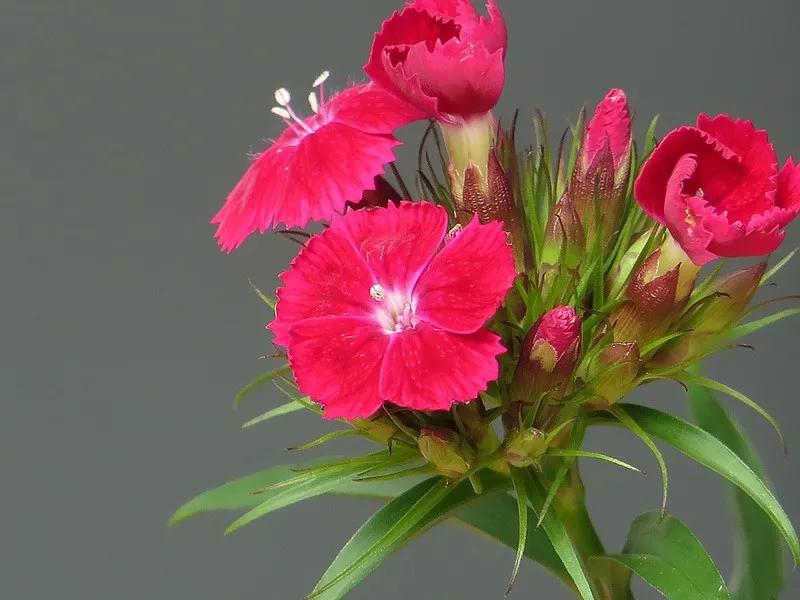 春夏之交，越来越多的花含苞欲放，这一百种娇媚蓓蕾真是美不胜收