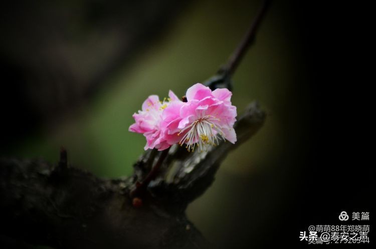 春风拂柳梅花开,桃李春风梅花开