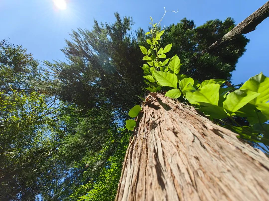 2024年华为mate50pro还值得入手吗,24年了华为mate50pro还值得买吗