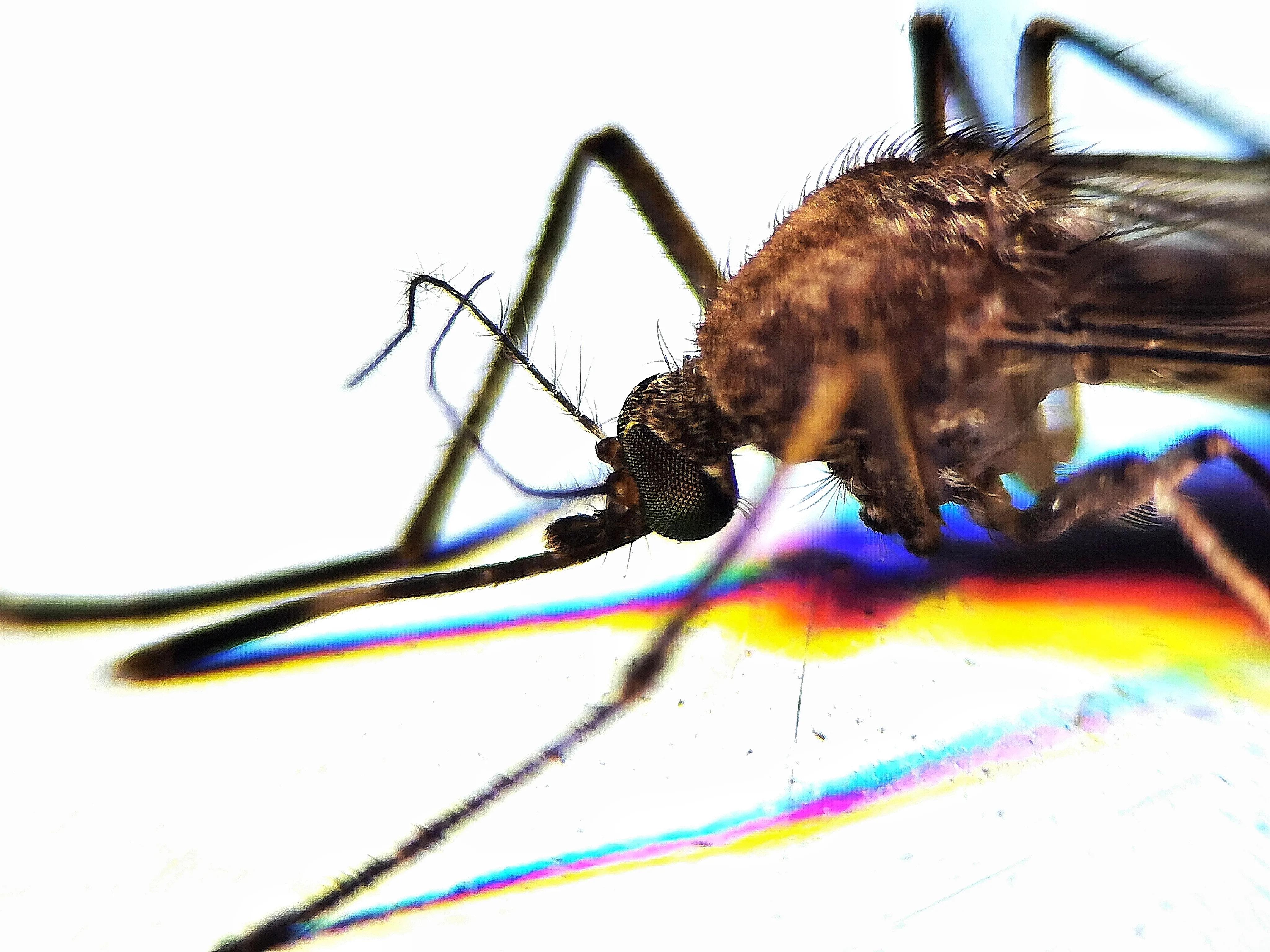 蚊子的眼睛到底有多小,蚊子眼睛是什么样子的