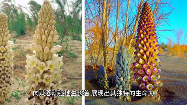 内蒙阿拉善左旗肉苁蓉公司,阿拉善沙漠苁蓉图片