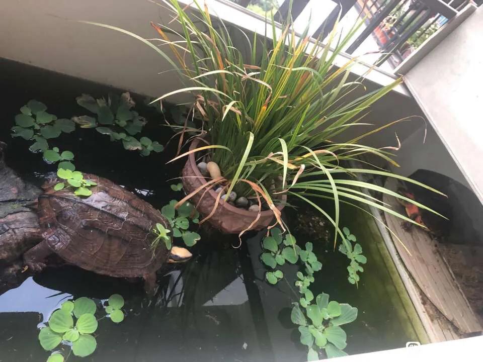 要冬眠的龟和不需要冬眠的龟,这个季节龟龟冬眠吗