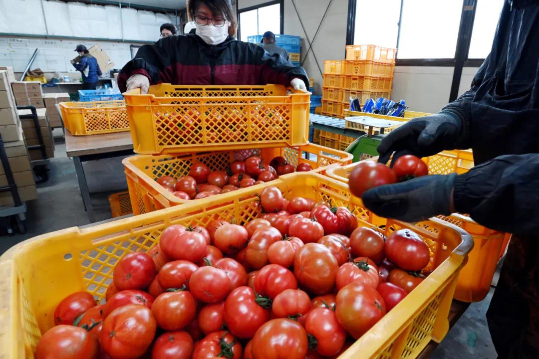 总价965万日元的棋具——第46期棋圣战第3局第一天时间线