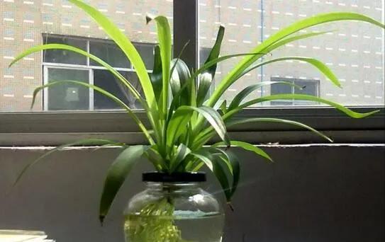 吊兰可以用水养吗,用水养吊兰的小技巧