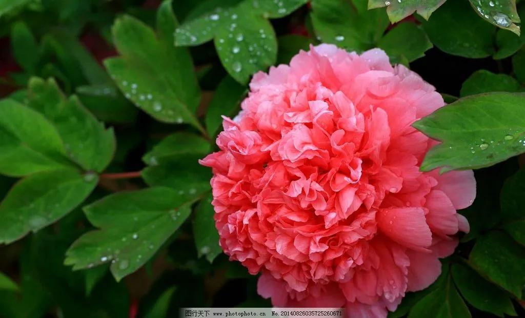 一花一世界一念一佳人的图片,一花一世界一叶一春秋图片