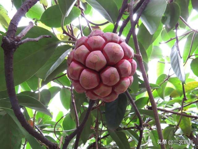 家乡的野果香甜可口,自家种的奇异果味道特别好吃