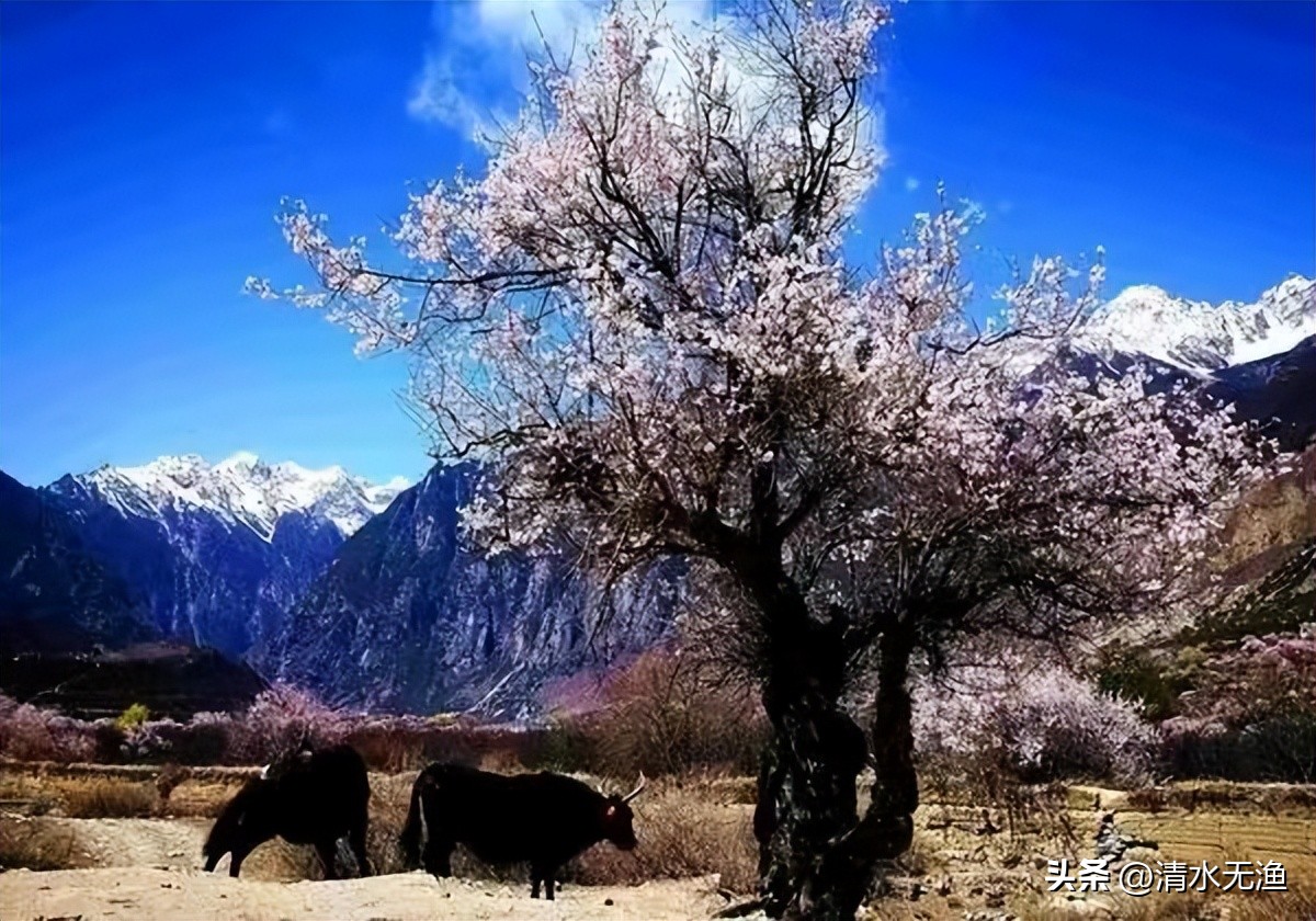 西藏那曲最荒凉的地方,请恕我直言