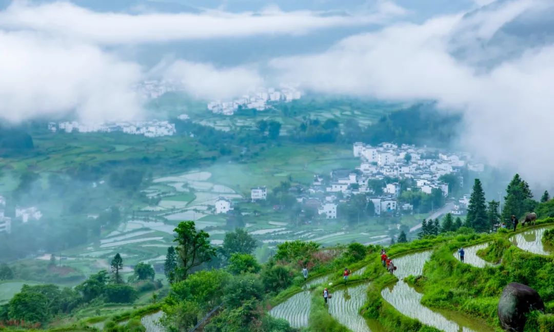 希望的田野获奖,获金奖希望的田野