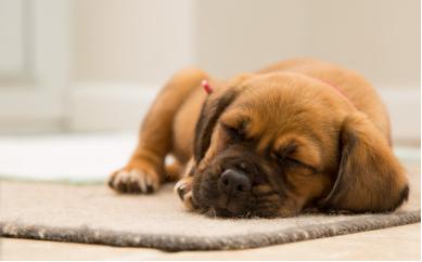 什么是细小和犬瘟,什么是细小的狗