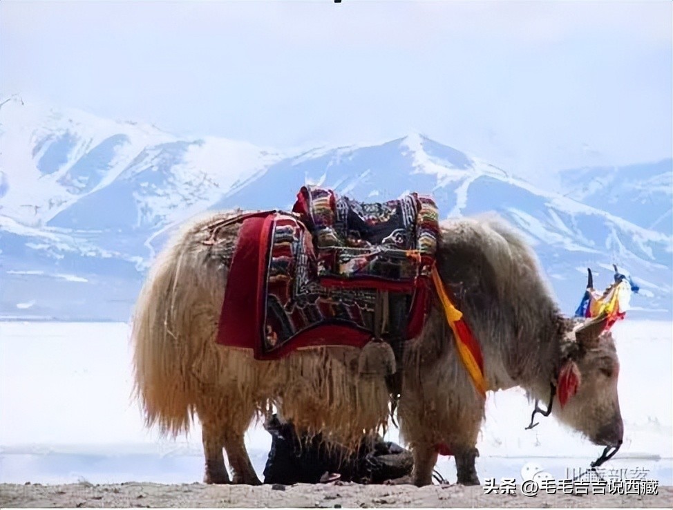 西藏风情民俗,藏历年的民俗风情