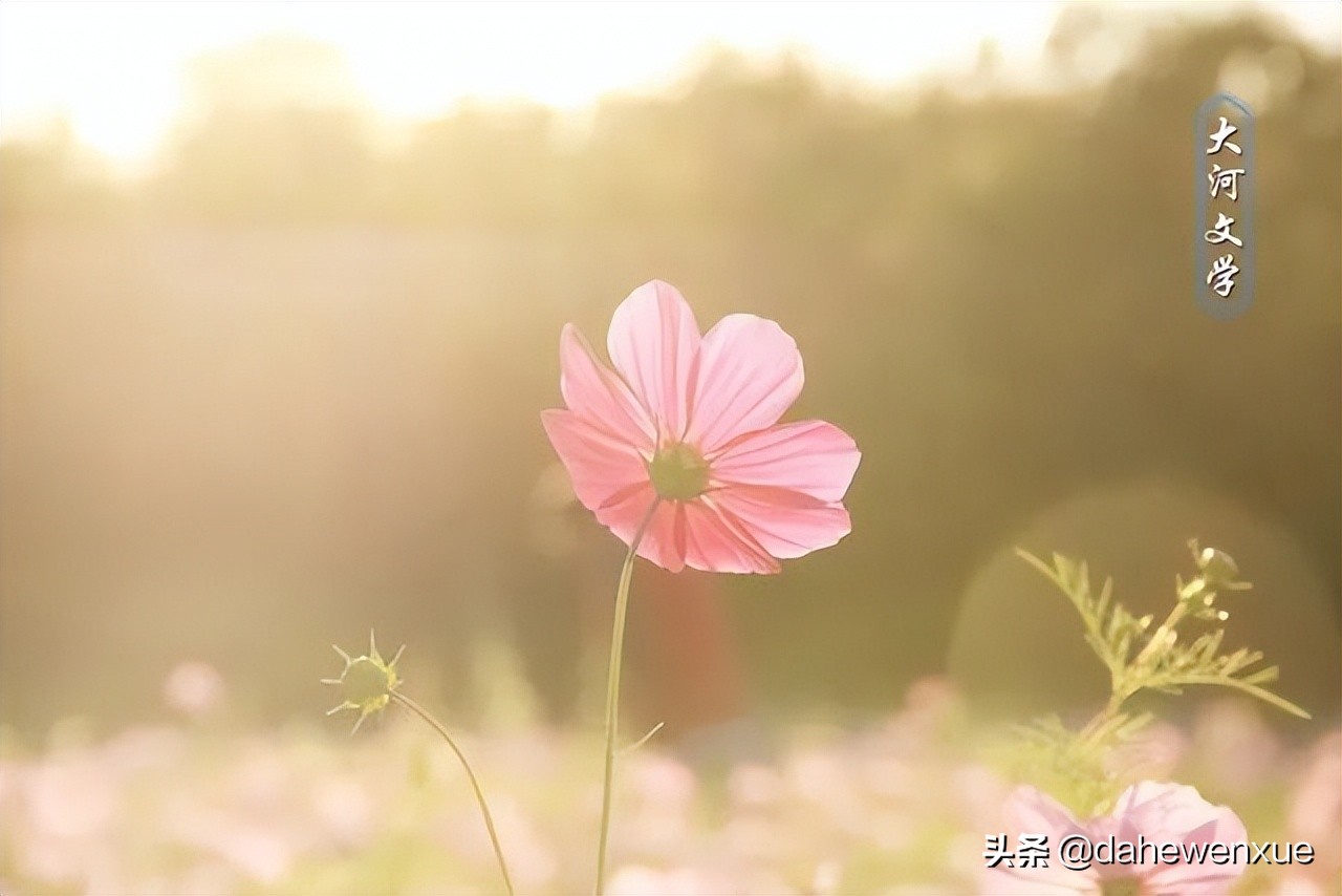 李冬梅|教育是一场向美而行的遇见