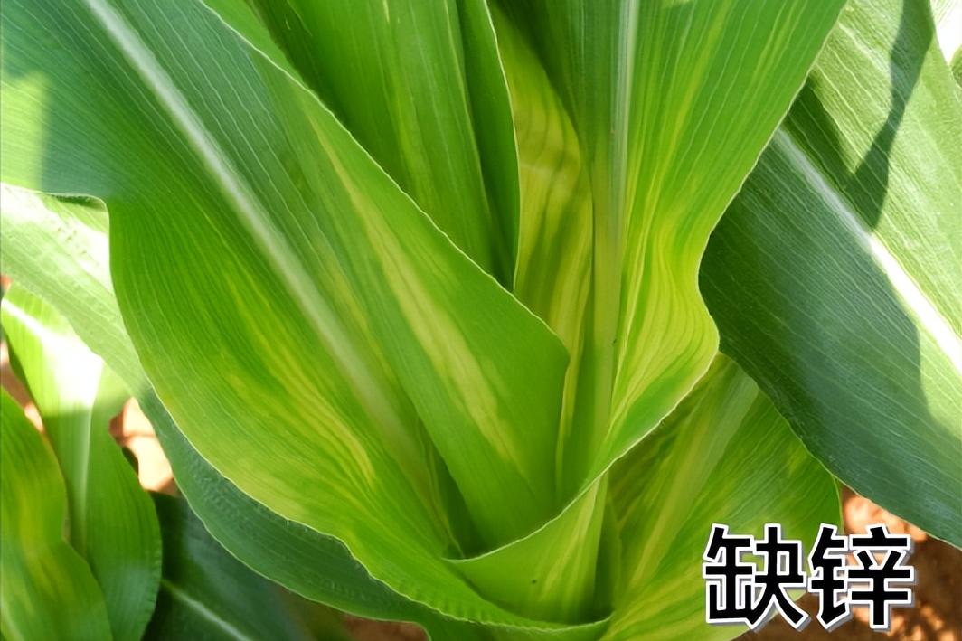 玉米苗施尿素叶子黄怎么办,玉米苗打除草剂叶子发黄怎么补救