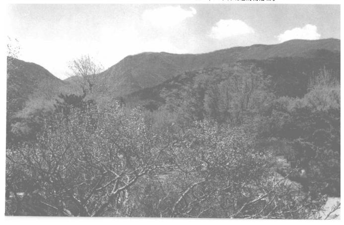 西安事变后，张学良向周恩来提出：能否派徐老虎帮我们