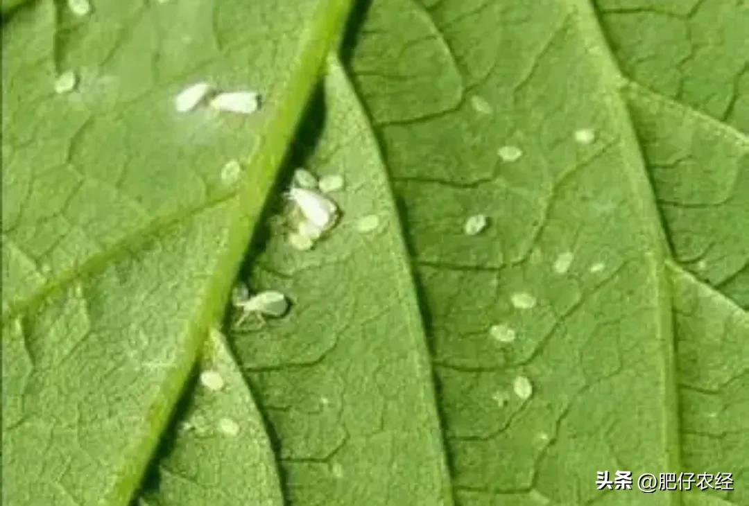 白飞虱怎么治才能除根,茄子上面的白飞虱用什么药
