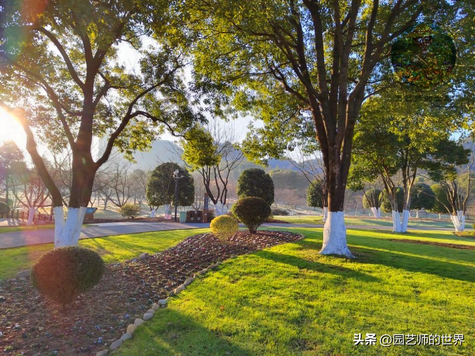 疏林草地的作用,疏林草地效果图