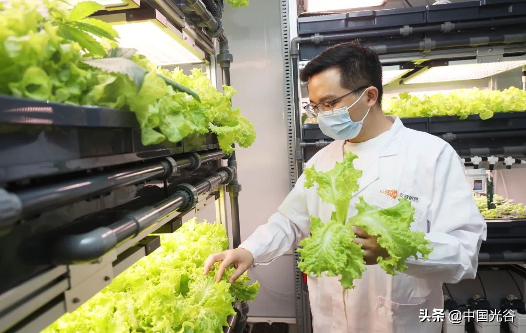 光谷企业研发“植物工厂”,用LED灯当“太阳”,可实现“外星种菜”,去年收入过亿