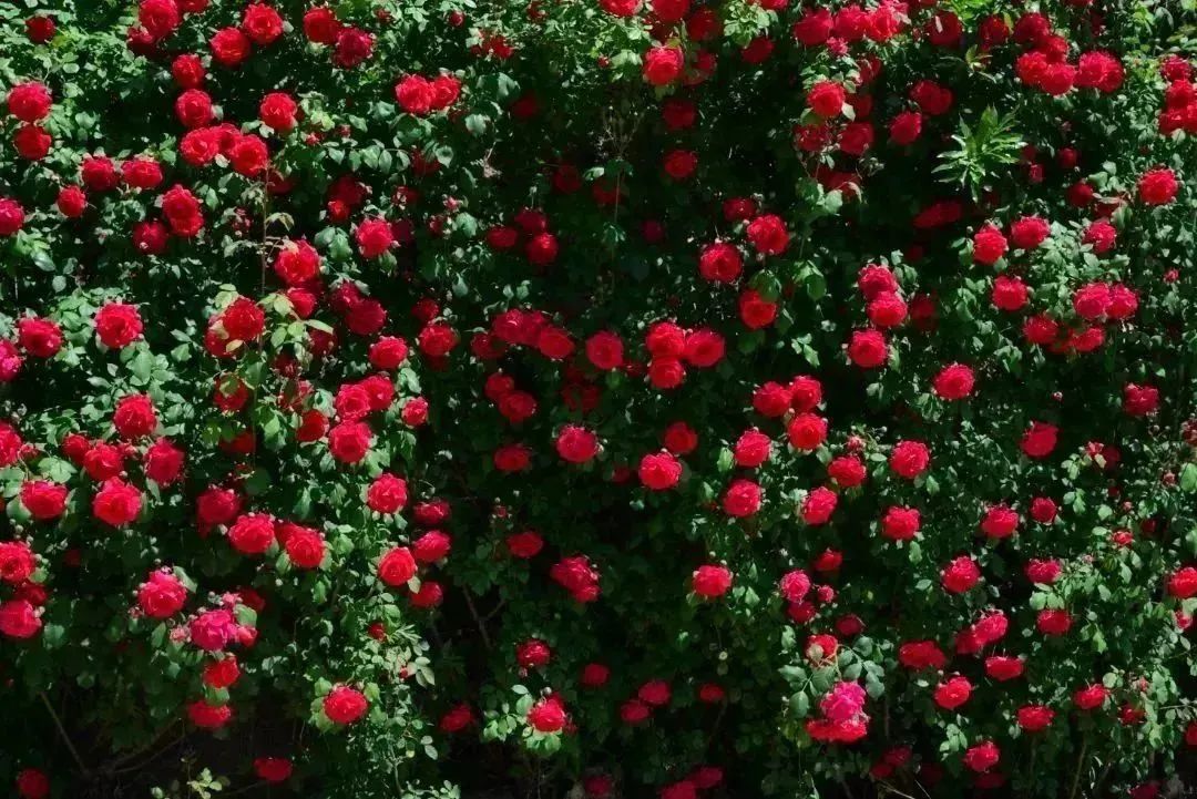 月季花开娇艳无比,月季花开得正烂漫