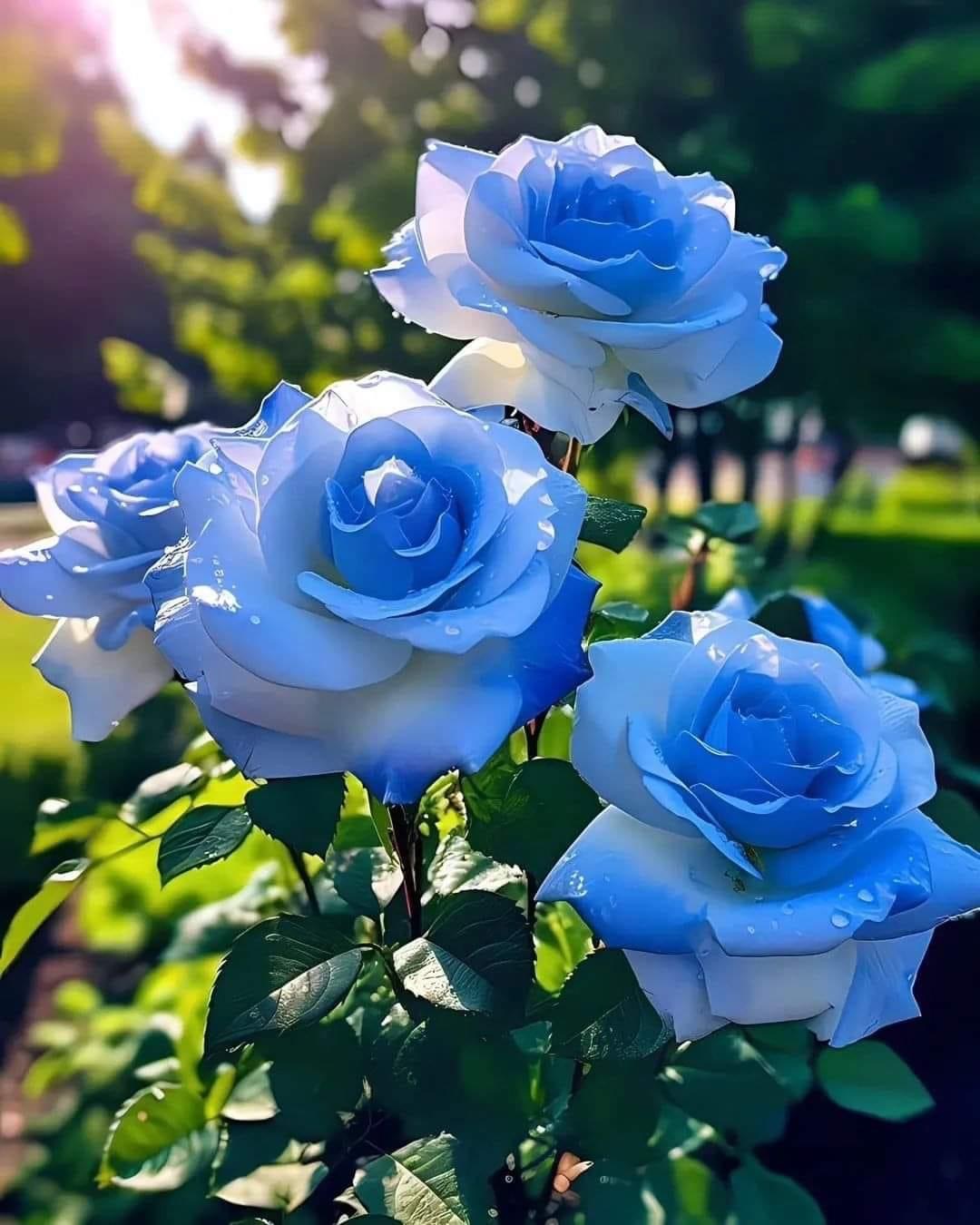 拍摄技巧如何拍摄好看的花卉照片,拍摄花卉技巧大全图片