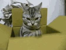 最值得推荐养的几种猫,中华田园猫12个品种图哪个最好养