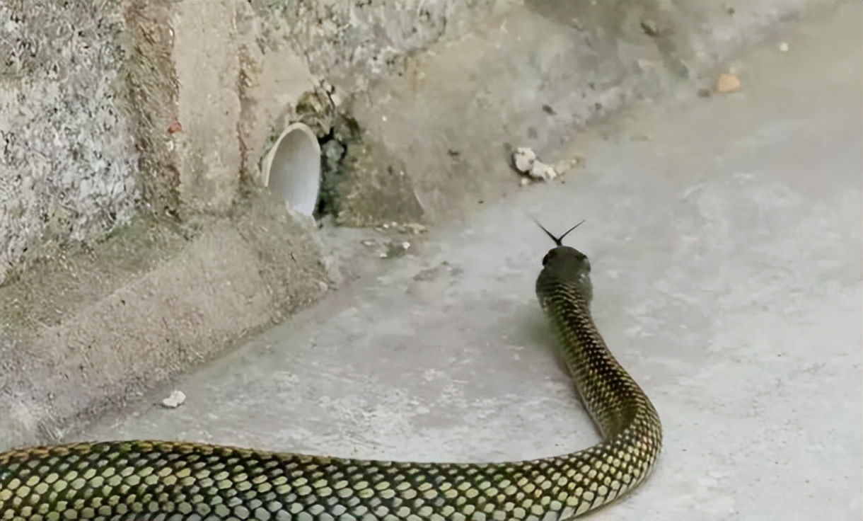 农村老人为什么说，打蛇，要么打死，要么就不要打，这是什么原因