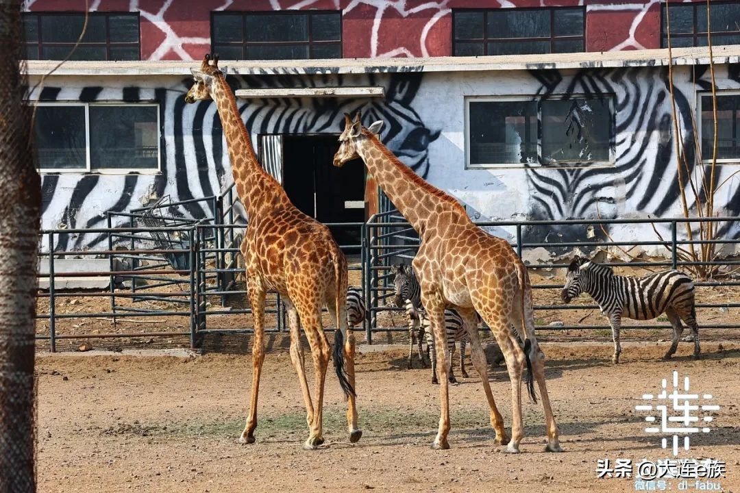 10大景区景点！“一票游大连”来了！