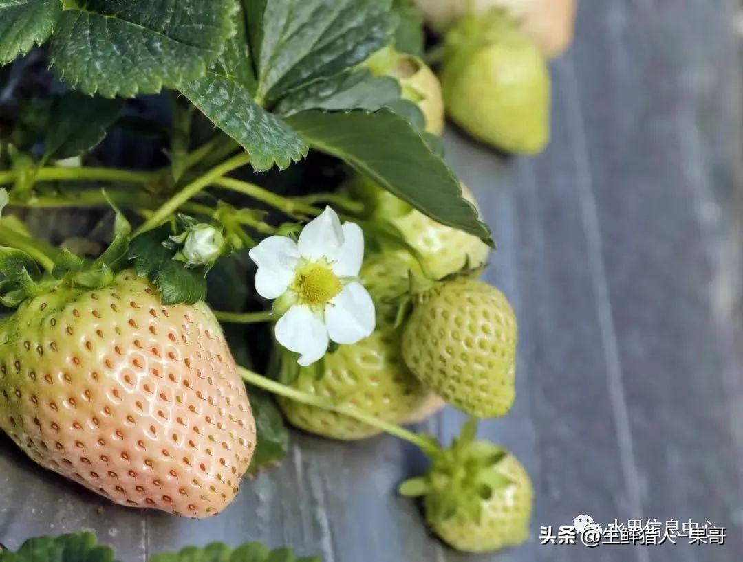 最好吃的白草莓品种前十名,好吃实惠的草莓品种有哪些